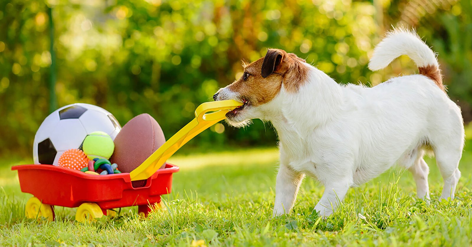 pet supplies from Waggly Pal